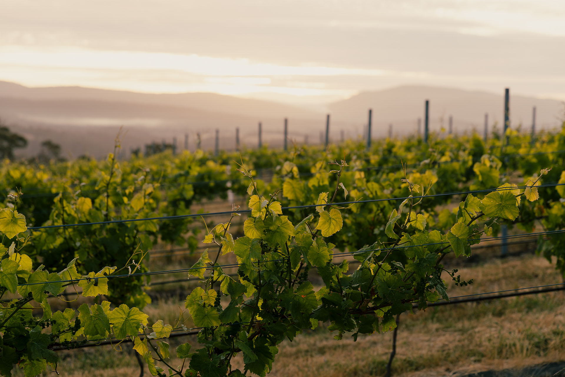 Sisu Wines Vineyard Landscape
